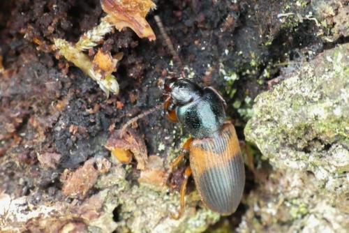 Gynandromorphus etruscus